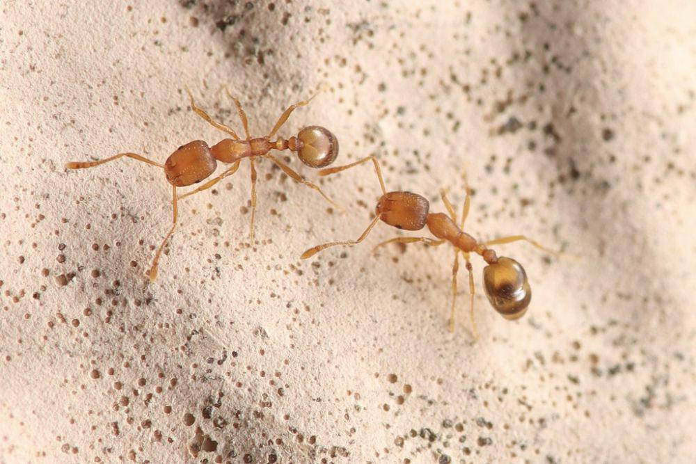 ilustrasi Monomorium pharaonis (inaturalist.org/rosefan2)