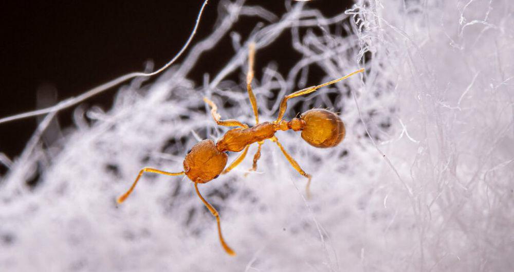 ilustrasi Monomorium pharaonis (inaturalist.org/slowswakey)