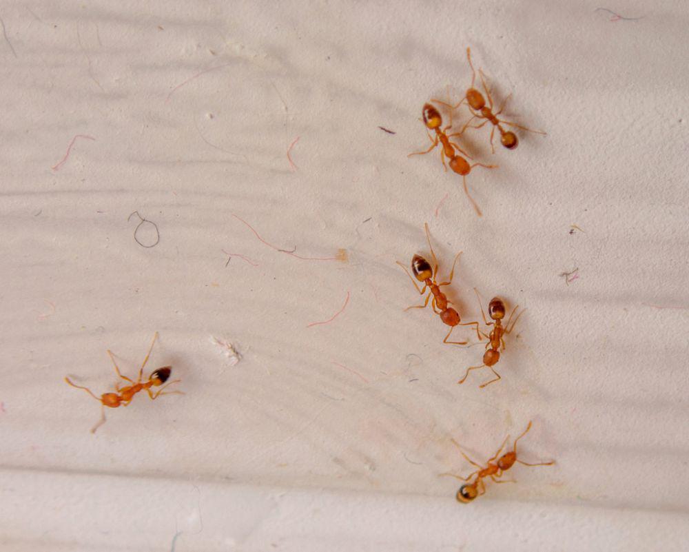 ilustrasi Monomorium pharaonis (inaturalist.org/reflectitur_photons)