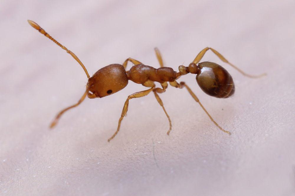 ilustrasi Monomorium pharaonis (inaturalist.org/harpercm3)