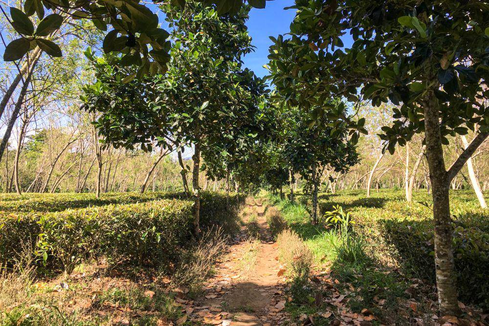 Jalan setapak yang bisa dilalui saat berkeliling kebun teh (dok.pribadi/Natalia Indah)