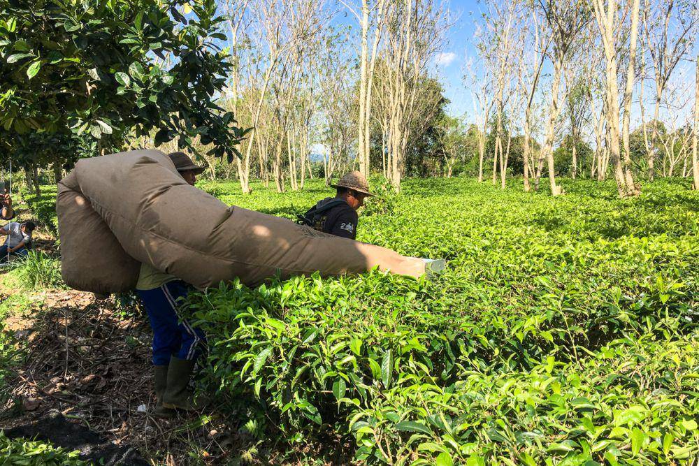 Proses pemotongan daun teh (dok.pribadi/Natalia Indah)