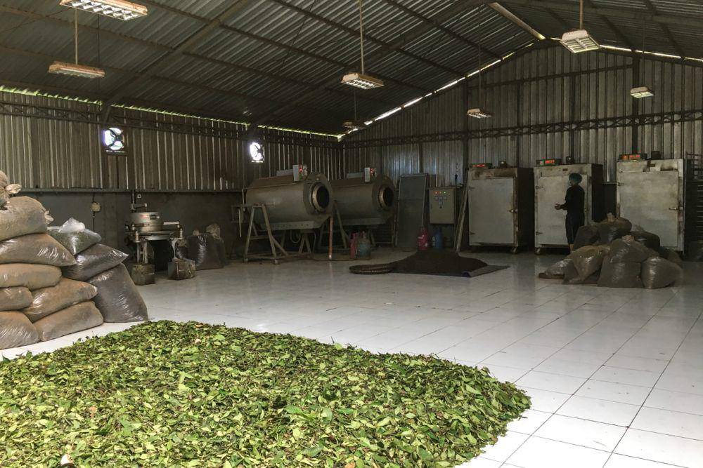 Bisa melihat proses pengolahan awal daun teh (dok.pribadi/Natalia Indah)
