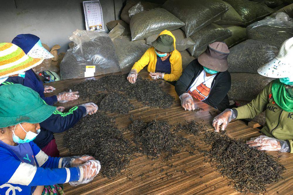 Pemilihan daun teh kering sebelum diproses lagi jadi minuman (dok.pribadi/Natalia Indah)