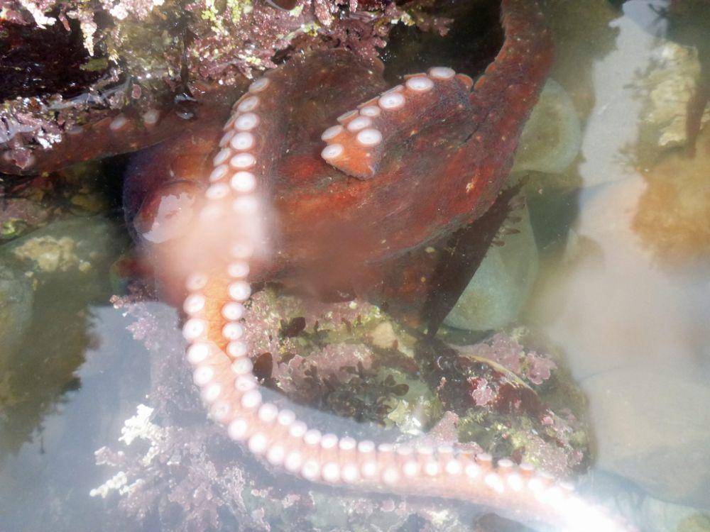 ilustrasi gurita (inaturalist.org/anudibranchmom)