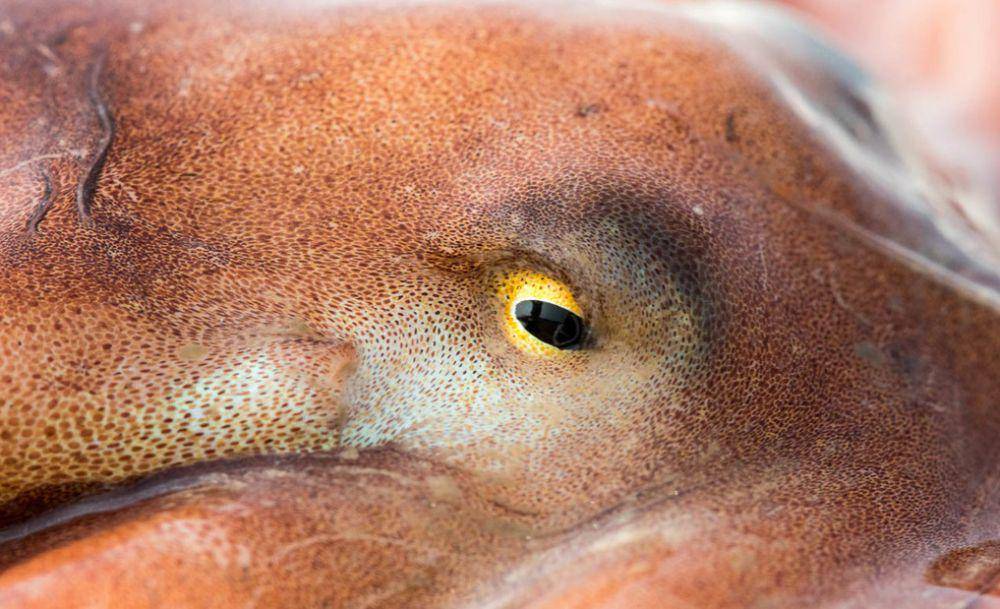 ilustrasi gurita (inaturalist.org/shaunak)