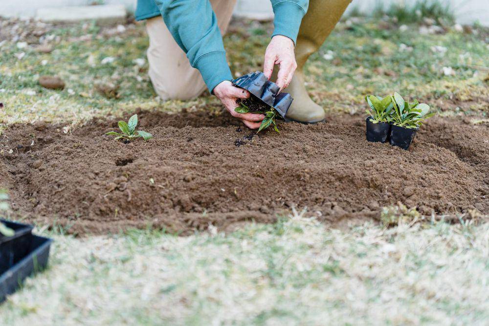 ilustrasi berkebun (pexels.com/greta-hoffman)