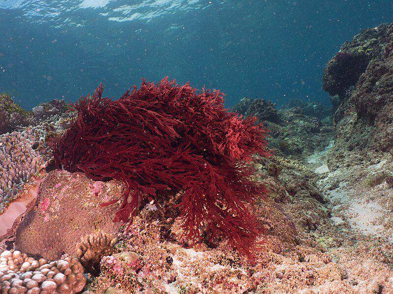 Ilustrasi rumput laut ogo merah (Gracilaria) menempel pada substrat (commons.m.wikimedia.org/Rickard Zerpe)