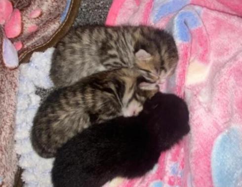 potret lucu anak kucin difoto dari atas (reddit.com/carlalanemama)