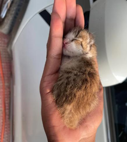 potret lucu anak kucin difoto dari atas (reddit.com/dead-coder)
