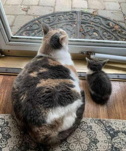 potret lucu anak kucin difoto dari atas (reddit.com/AREA__69)