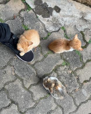 potret lucu anak kucin difoto dari atas (reddit.com/udit93)