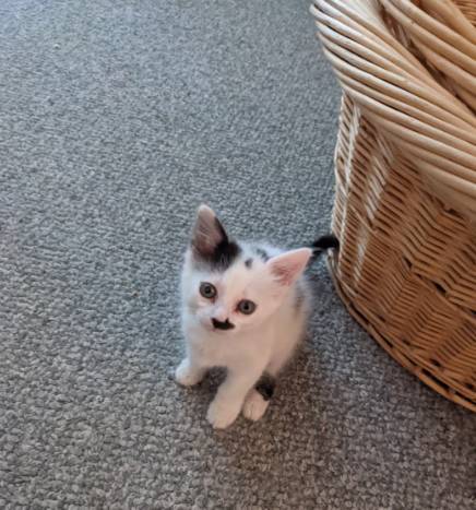 potret anak kucing berkumis kotak (reddit.com/Aggressive_Project_8)