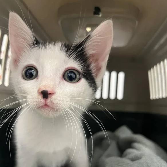 potret anak kucing berkumis kotak (reddit.com/SatanicKittenxo)