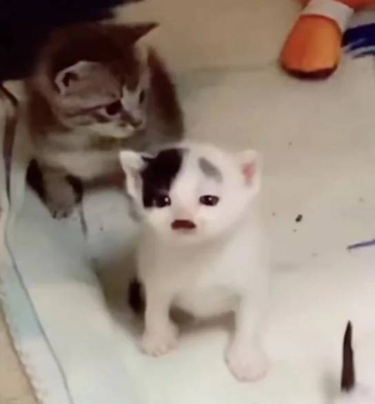 potret anak kucing berkumis kotak (reddit.com/Fragrant-General-159)