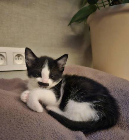 potret anak kucing berkumis kotak (reddit.com/Noccy)