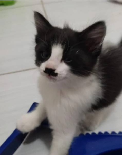 potret anak kucing berkumis kotak (reddit.com/altranger9000)