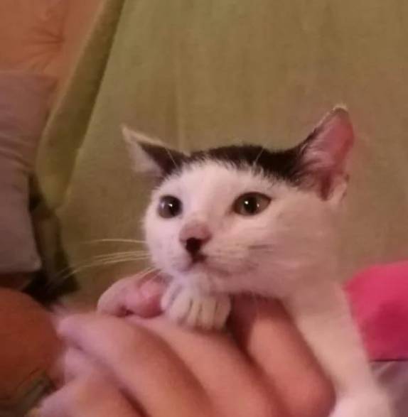 potret anak kucing berkumis kotak (reddit.com/josipsavoric)