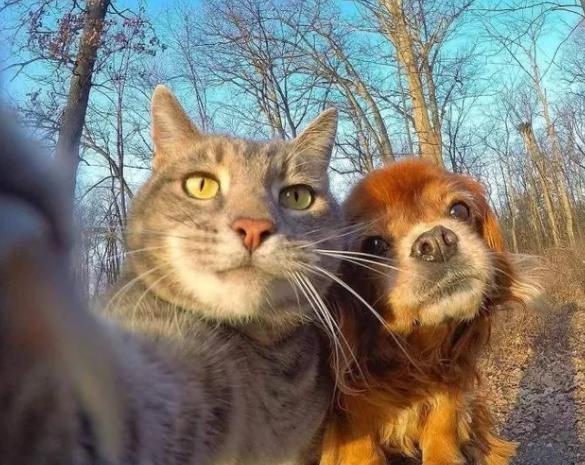 potret kucing dan anjing main di luar bersama (reddit.com/Random_420-69)