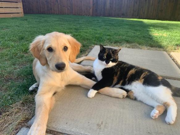 potret kucing dan anjing main di luar bersama (reddit.com/Zbart43)