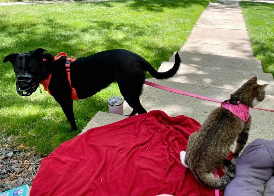 potret kucing dan anjing main di luar bersama (reddit.com/mooovinandgroovin)