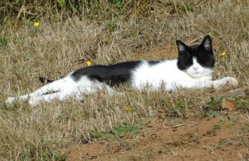 potret kucing tuksedo dekat rumput jadi mirip sapi (reddit.com/PBYACE)