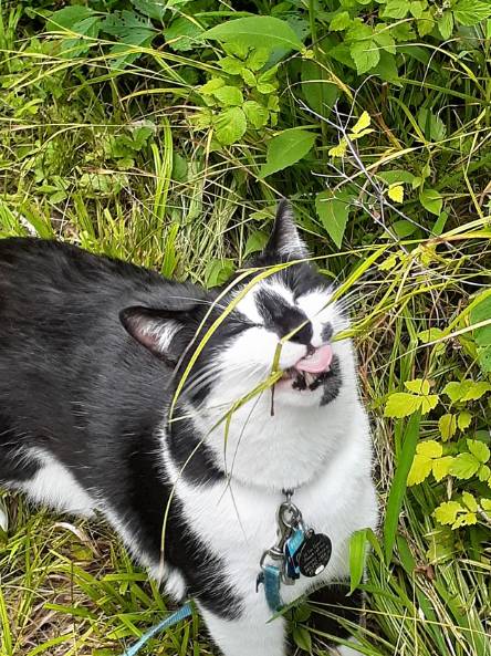 potret kucing tuksedo dekat rumput jadi mirip sapi (reddit.com/anners6611)