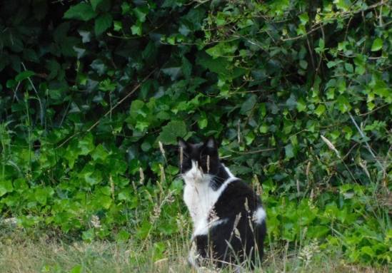 potret kucing tuksedo dekat rumput jadi mirip sapi (reddit.com/PBYACE)
