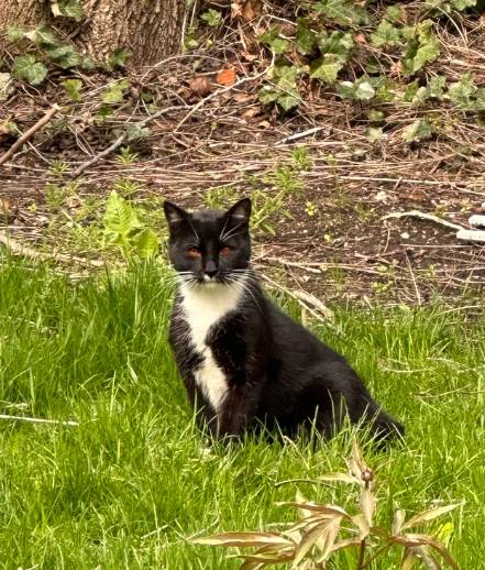 potret kucing tuksedo dekat rumput jadi mirip sapi (reddit.com/ossaetcineres)