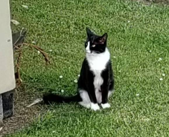 potret kucing tuksedo dekat rumput jadi mirip sapi (reddit.com/EveningMusic0)