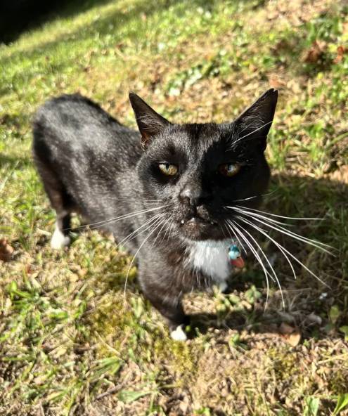 potret kucing tuksedo dekat rumput jadi mirip sapi (reddit.com/NoSarahiously)