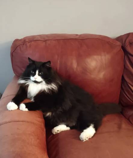 potret kucing duduk disudut sofa seperti bapak-bapak (reddit.com/deleted)