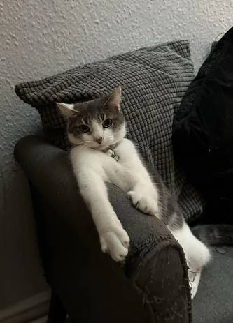 potret kucing duduk disudut sofa seperti bapak-bapak (reddit.com/PastLifeguard2924)