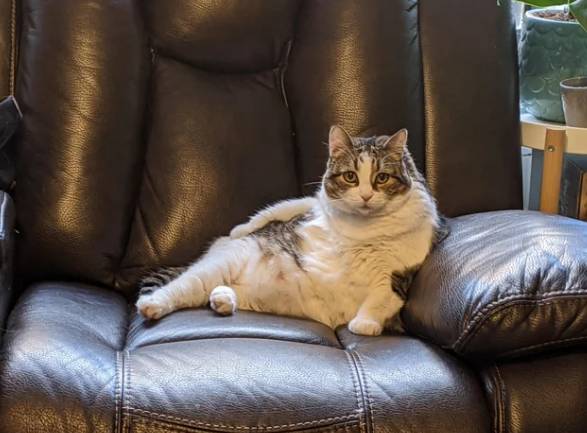 potret kucing duduk disudut sofa seperti bapak-bapak (reddit.com/edsall6)