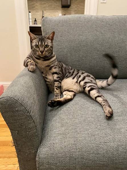 potret kucing duduk disudut sofa seperti bapak-bapak (reddit.com/midlax)