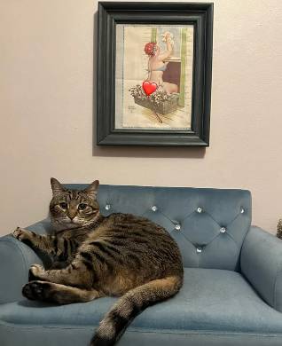 potret kucing duduk disudut sofa seperti bapak-bapak (reddit.com/ MsJacksonsCorgi)
