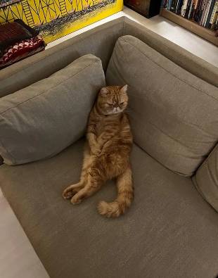 potret kucing duduk disudut sofa seperti bapak-bapak (reddit.com/looselouise)