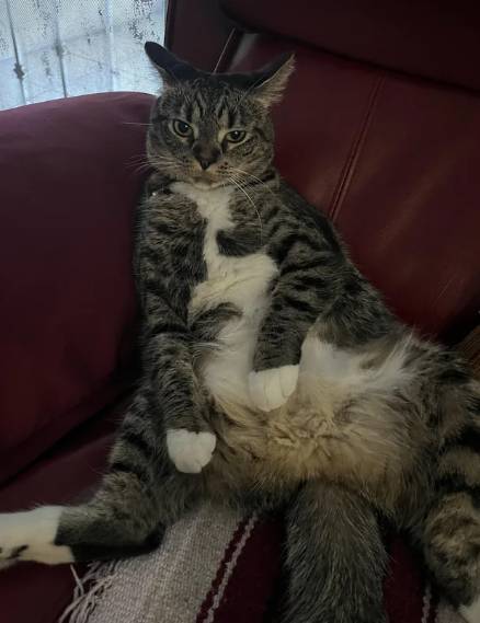 potret kucing duduk disudut sofa seperti bapak-bapak (reddit.com/NixieFromNowhere)