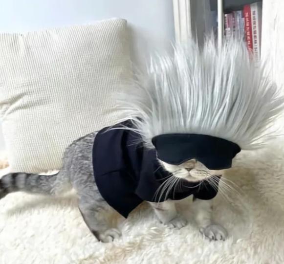 potret kucing cosplay karakter anime (reddit.com/deleted)