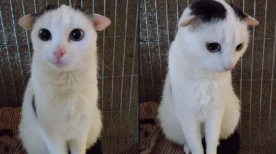 potret telinga kucing lucu (x.com/PunchingCat)