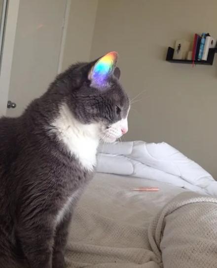 potret telinga kucing lucu (reddit.com/cplowry11)
