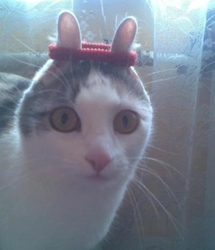 potret telinga kucing lucu (reddit.com/mmbakerr)