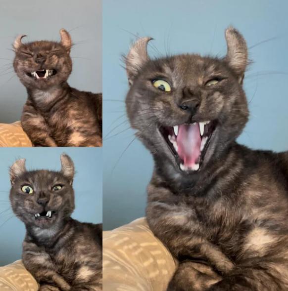 potret telinga kucing lucu (reddit.com/westcoastcdn19)