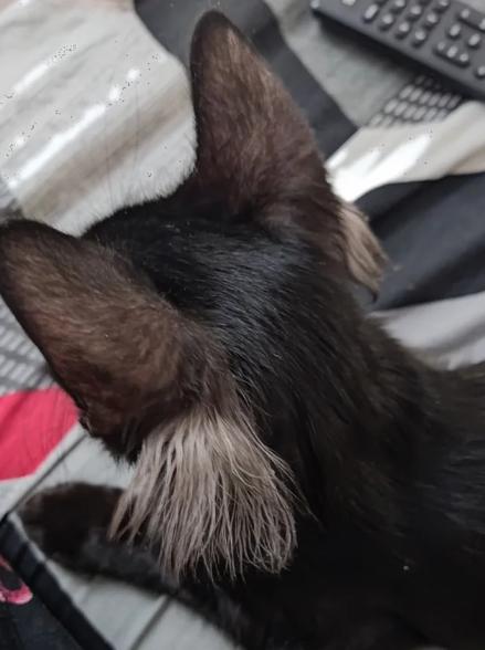 potret telinga kucing lucu (reddit.com/StrategyCapable00)