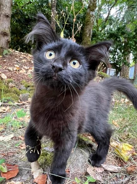potret telinga kucing lucu (reddit.com/allihearts)