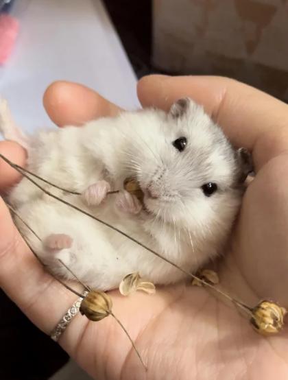potret lucu hamster makan di atas telapak tangan hooman (reddit.com/tinylittlebibi)