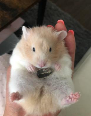 potret lucu hamster makan di atas telapak tangan hooman (reddit.com/Greedy-You-1147)