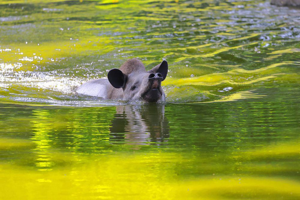 Tapir (pixabay.com/sharkolot)