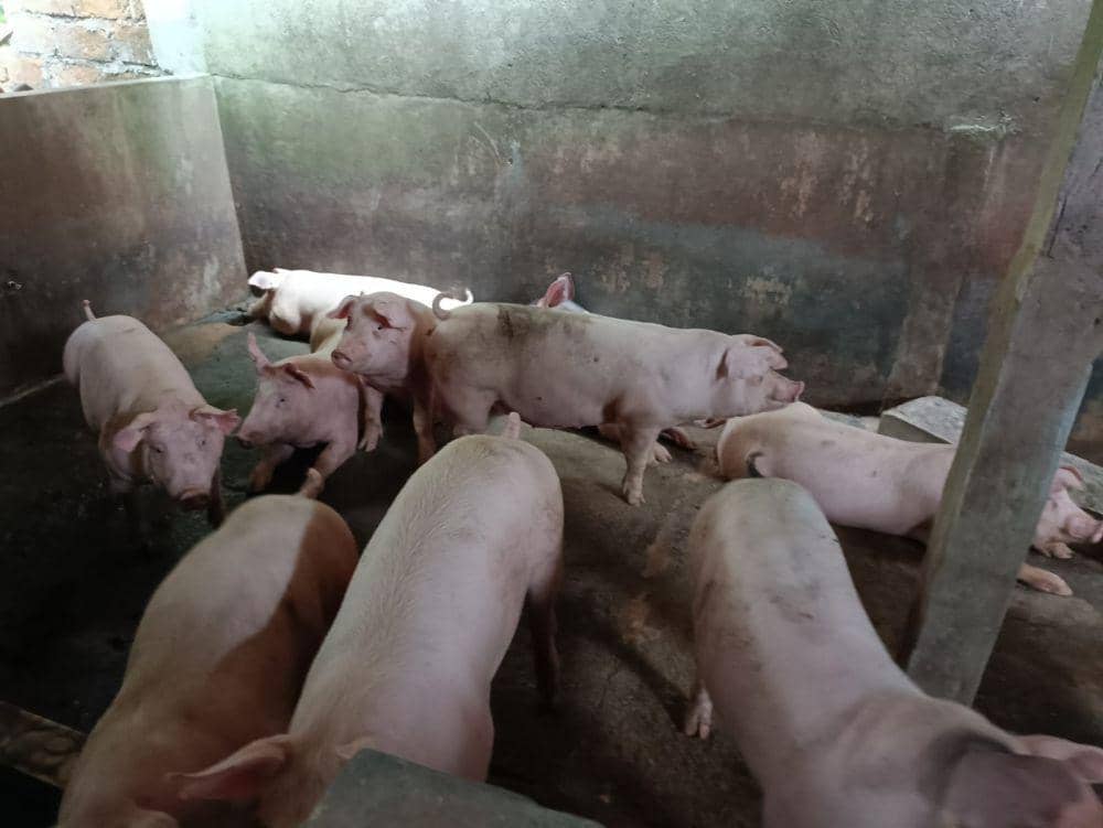 Ternak babi (Dok. istimewa)