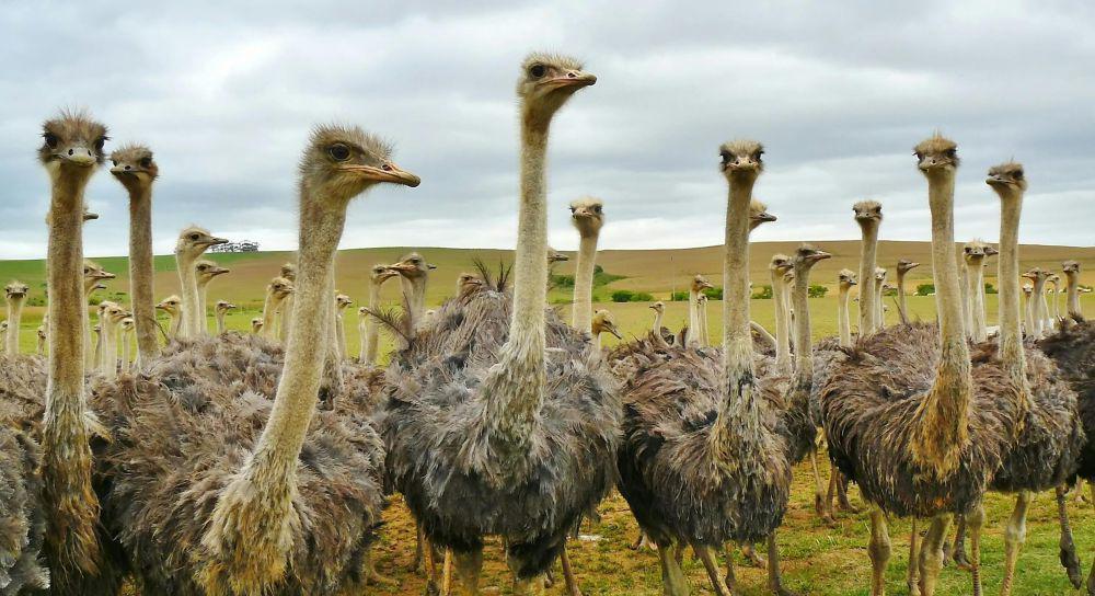 5 Fakta Burung Unta yang Jarang Diketahui, Penglihatannya Tajam!